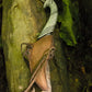 Elven Throwing Knife Holder - Left Hand