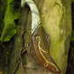 Elven Throwing Knife & Holder Right Hand