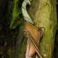 Elven Throwing Knife & Holder Right Hand