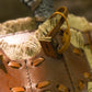 Wildling Set Holder