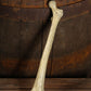 Thigh Bone