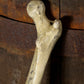 Thigh Bone