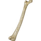 Thigh Bone